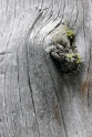 Gnarled trees, Aletsch Switzerland 1